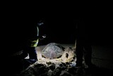 In photos: The turtle trackers of Sodwana Bay