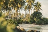 Saving Ngezi forest: The Pemba hotel project has got to go! – somewhere else