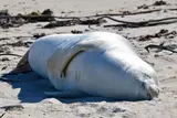 Antarctic visitor: Rare crabeater seal spotted on Cape's coastline