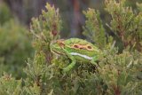 News24 | Saving species: Cape Flats Nature Reserve fighting highest plant extinction rate in the (…)