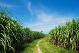 Finding the sweet spot for the sugar industry is key to growth, say experts