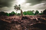 OPINION | Corporate climate funding must prioritise planet health over profit