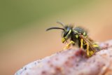 The One Colour To Wear If You Hate Wasps