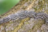 UK Gardeners Warned Not To Touch 'Toxic' Caterpillar This June