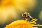 UK Gardeners Urged To Show 'Small Act Of Kindness' To Bees During Heatwave