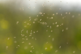 Why The UK Gets Flying Ants For Only A Short Time Every Year