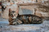 I Just Learned Why Humans Originally Kept Cats, And I'm Horrified