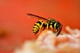 This Is The Worst Thing To Do After A Wasp Sting