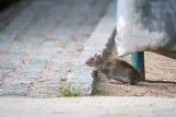 After Reports Of 'Cat-Sized Rats', We Need To Know: Are UK Rats Getting Bigger?