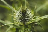 UK Gardeners Urged To Swap Weedkiller Sprays For This 1-Ingredient Method