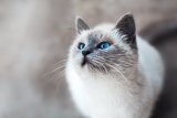 Cats Have Given Alzheimer's Scientists Hope For Breakthrough Research