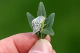UK Gardeners Warned To Look For 'Webs' On Their Hedge Before It's Too Late