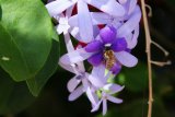 UK Gardeners Told To Plant These Now For Happy Bees In Spring