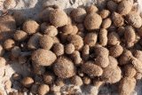 What Are 'Neptune Balls,' The Microplastic-Filled Clumps Washing Up On Beaches?