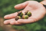So THAT's Why There Are So Many Acorns This Year