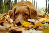 Your Dog Can Be Poisoned By Conkers – Here's How To Spot It