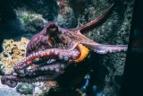 Sorry, What: Turns Out Octopuses Have Favourite Arms