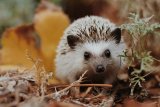 6 Signs A Hedgehog Is In Serious Need Of Help