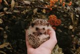 UK Gardeners Asked To Reuse Timber This Autumn