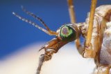 4 Signs Daddy Longlegs Are Ruining Your Garden