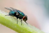 So THAT's Why Flies Rub Their Creepy Little Legs Together