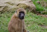 Move under way to create greater understanding of living near baboons
