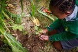 Three Eastern Cape schools finalists in national gardening competition