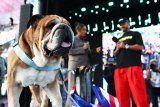 Lewis Hamilton mourns death of bulldog Roscoe