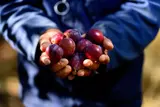 South Africa's agricultural sector celebrates first plum exports to China