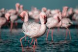 Lesser flamingos lose Kimberley breeding sites to sewage