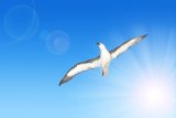 ASPASIA KARRAS | Friendship is for the birds - and they agree