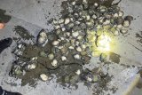 Man arrested for illegal possession of abalone