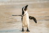 Where to find penguins in Cape Town