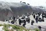 Eskom targets site near penguin colony for new nuclear power plant