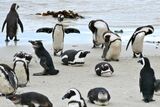 Study shows African penguins starving off South Africa coast