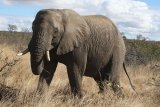 Elephant tramples employee at private Garden Route game reserve