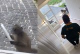 Baboons swipe desserts in bold heist, netizens can’t stop laughing – WATCH