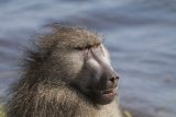 Large male baboon goes on the rampage in Rondebosch [videos]