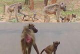 Animal sighting: Mom baboon leashes naughty baby by tail [video]