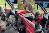 Baboons break into gents’ car in Cape Town and steal their food – WATCH