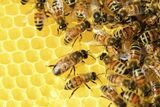 South Africa moves to strengthen beekeeping sector