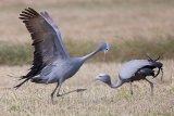 South Africa’s national bird moves a step closer to extinction
