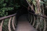 Walking the ‘Boomslang’ in Kirstenbosch Gardens