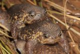 New species of ‘grumpy’ rain frog discovered in South Africa