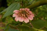 Bangladesh to save critically endangered orchids and trees
