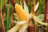 SA’s strong grain harvest signals easing food inflation, says economist