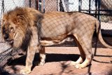 Captive lion breeding in South Africa to be BANNED