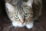 For cat lovers: Where to find cat cafés in Cape Town
