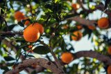 Citrus growers urge Ramaphosa to intervene over looming US tariff