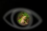 WATCH | Chile steps up action to save tiny Darwin’s frog on the brink